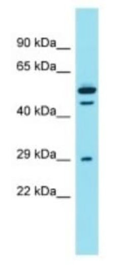 DCST2 Rabbit anti-Human, Polyclonal, Novus Biologicals:Antibodies:Primary